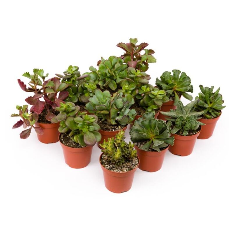 

Bandeja Crasas 8.5 cm - 12 unidades