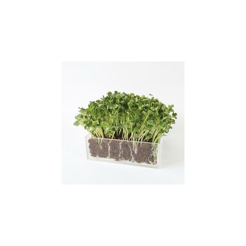 

Bandeja cultivo acrílico small – Eco Girasol