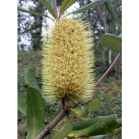 Banksia integrifolia Pot de 3L/4L