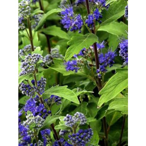 Barbe-bleue, Spirée bleue 'Grand Blue'® Godet de 8/9 cm