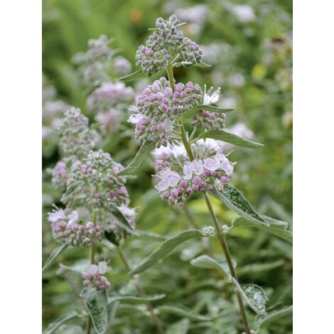 Barbe-bleue, Spirée bleue 'Stephi ' Pot de 3L/4L 20/30cm