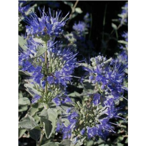 Barbe-bleue, Spirée bleue 'Sterling Silver' -lissilv- Godet de 8/9 cm