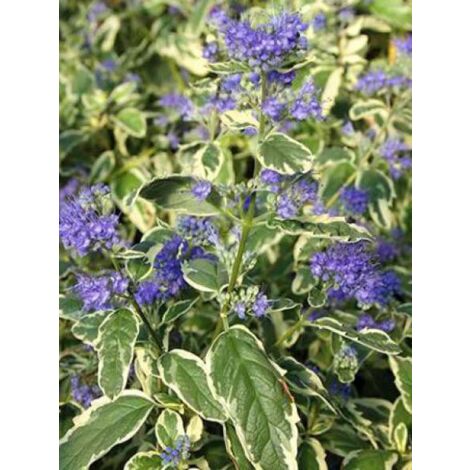 Barbe-bleue, Spirée bleue 'White Surprise'® Pot de 2L/3L