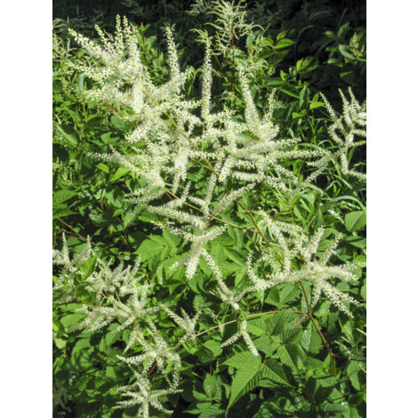 Barbe-de-Bouc dioïque 'var. kamtschaticus' Godet de 8/9 cm