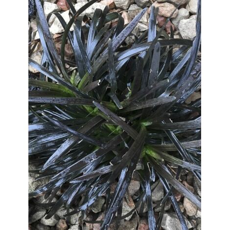 Barbe de serpent 'Hosoba Kokuryu' Pot de 2L/3L