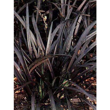 Barbe de serpent 'Nigrescens' Godet de 8/9 cm