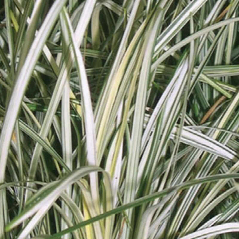 4 x Barbe de serpent - Ophiopogon 'Silver Mist' - godet 9x9 cm