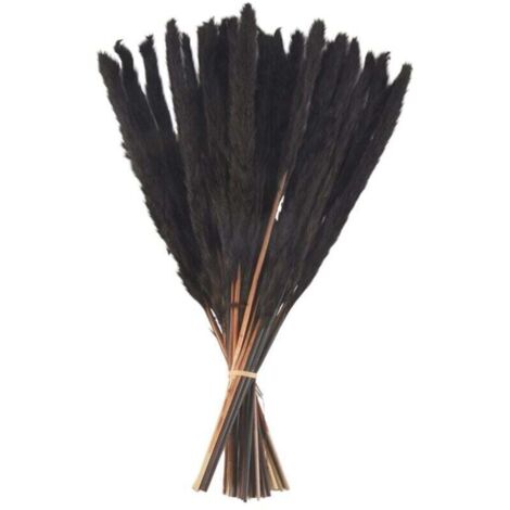 Bardusch-30 Tiges Herbe De Pampa Noire Naturelles Séchées 43 Cm Décoration Intérieure