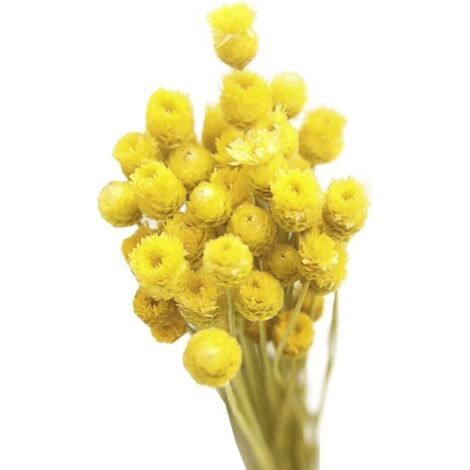 Bardusch-Bouquet 50 tiges marguerites séchées jaunes naturelles, décoration florale pour vase ou centre de table