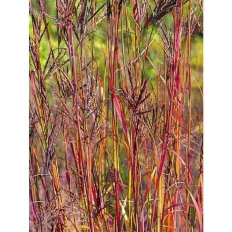 Baron 'Purple Konza' Godet de 8/9 cm