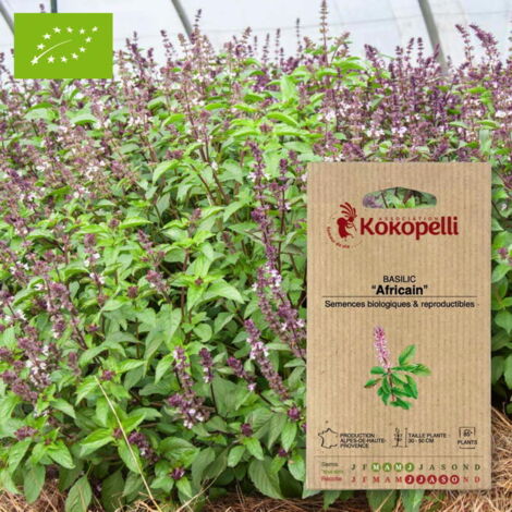 Basilic Africain Ocimum americanum