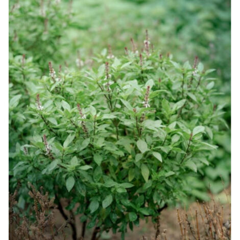 Basilic Citron