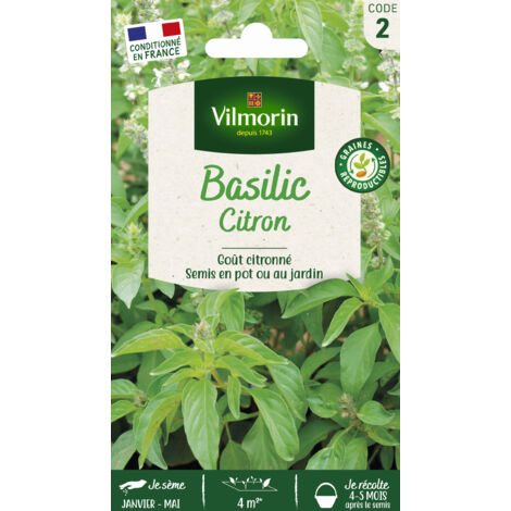Basilic Citron Vilmorin
