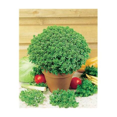 BASILIC FIN VERT - Graines de légumes -1.5 G