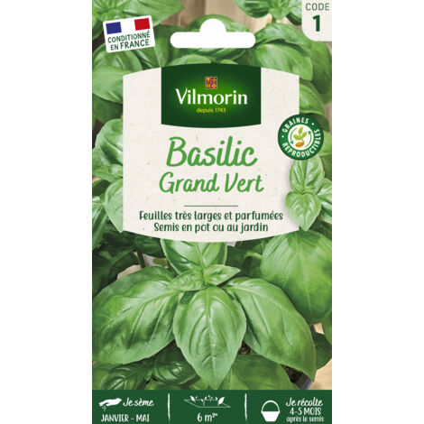 Basilic Grand Vert – Graines d'aromates pour semis de mars à avril – Récolte de mai à octobre – Saveur prononcée pour cuisine méridionale – Vilmorin