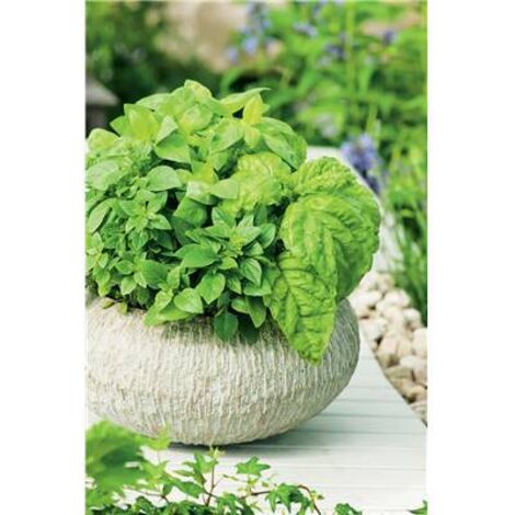 BASILIC GRAND VERT - Graines de légumes - 1.5 G