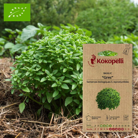 Basilic Grec Ocimum basilicum