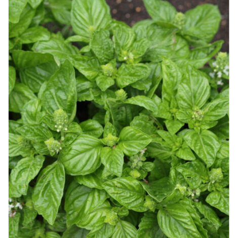 Basilic Marseillais