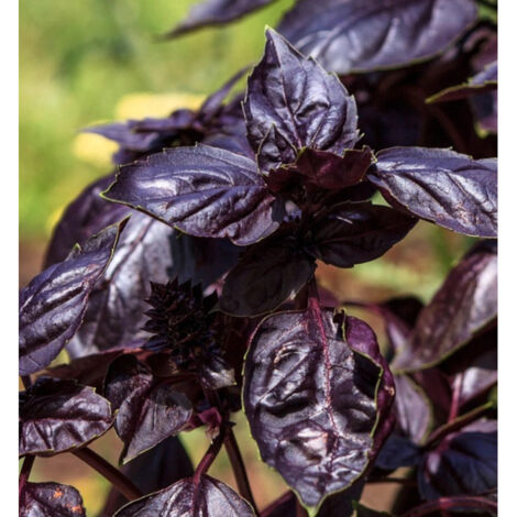 Basilic Red Rubin