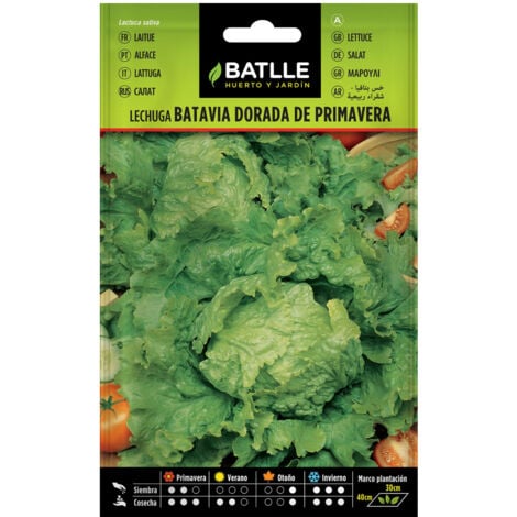 Semillas de Lechuga Dorada de Primavera