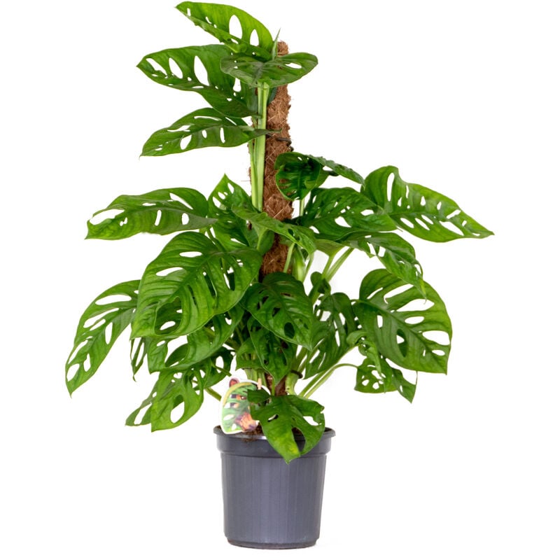 Bloomique - Bâton de mousse Monstera 'Monkey Leaf' - Plante trouée - Plante d'intérieur – ⌀17 cm - ↕75-80 cm