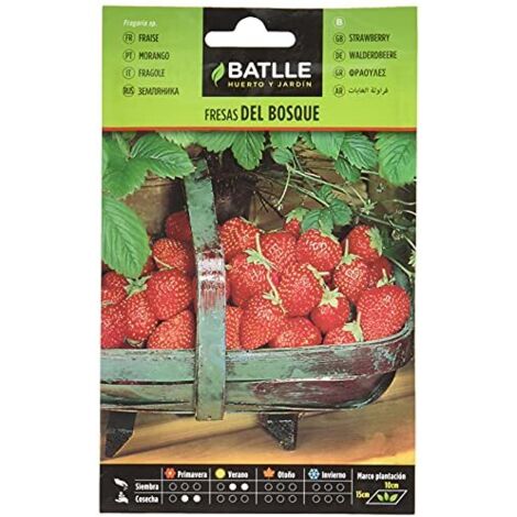Battle - Semi Aromatici Fragole del Bosco (Semi - 20-25Cm)
