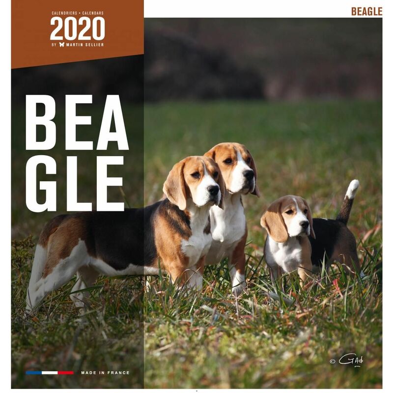 Calendrier - beagle