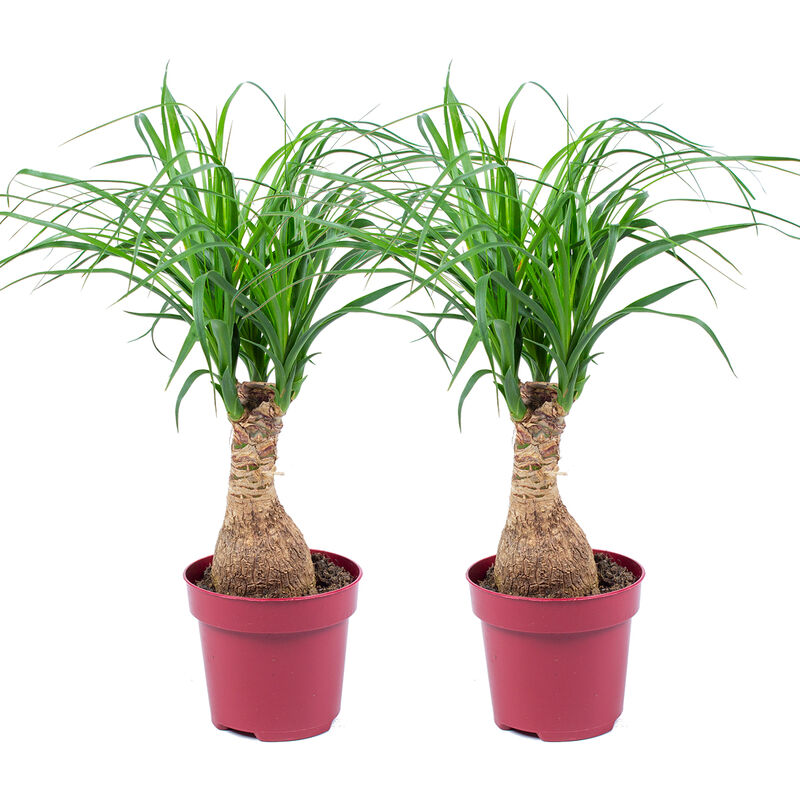 2x Beaucarnea Recurvata P12H35