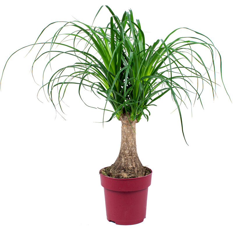 Beaucarnea Recurvata P15H55