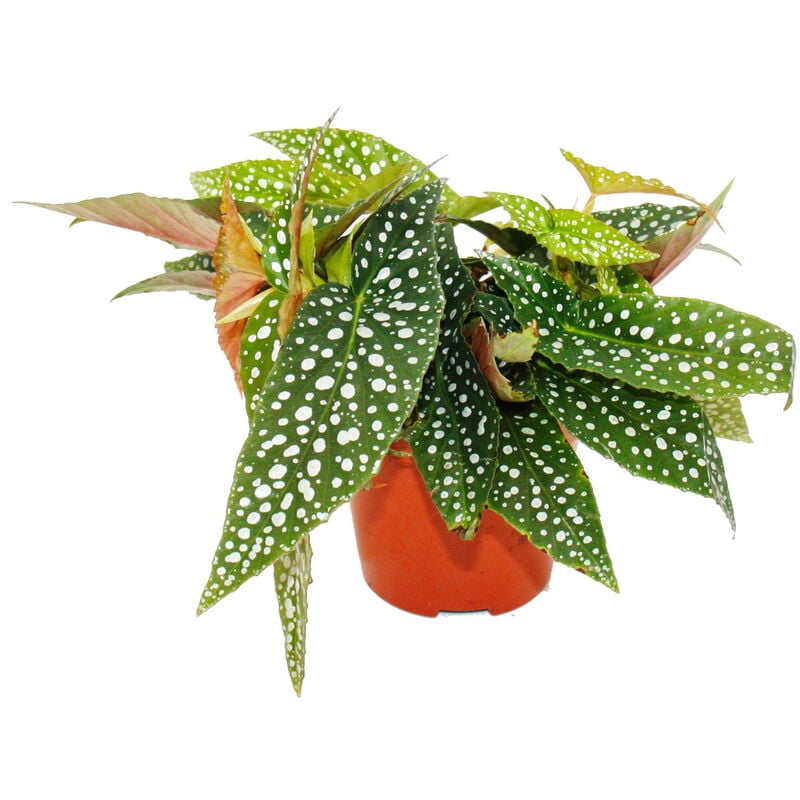 Bégonia à double point - Begonia maculata 'Double Dot' - pot 12cm