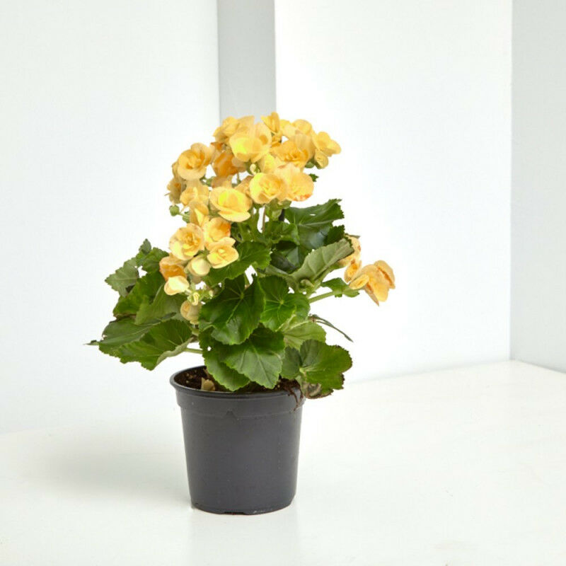 

BEGONIA ELATIOR - SELECCION COLORES - Color Amarilla