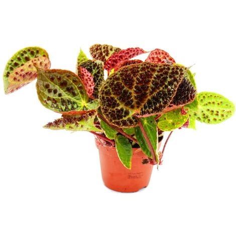 Begonia foliage ferox H 25cm foto reali pianta rara da interno