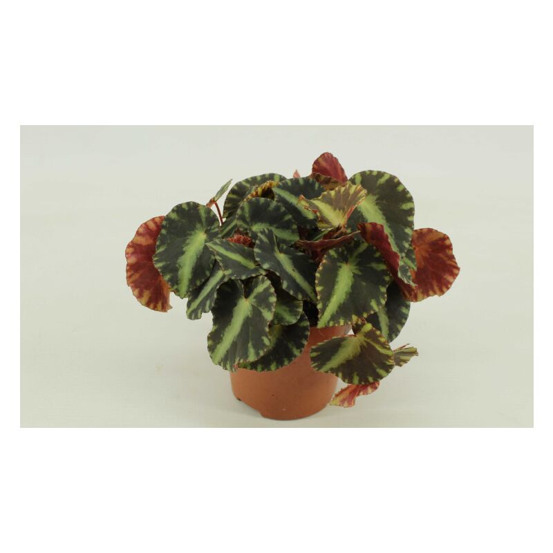 Image of Vivaio Garden Forest - begonia folliage cleopatra foto reali vaso 12CM