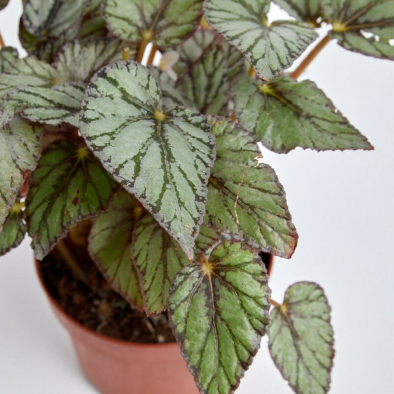 

BEGONIA HOJA MACETA 13CM - Tonos Blancos