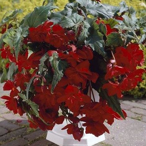 Begonia tuberosa