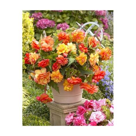 BEGONIA PICOTEE - 3 BULBES - Coloris exceptionnel
