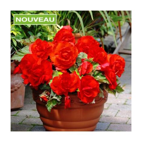 BEGONIA SUPERBA FLEURS GEANTES - 3 BULBES
