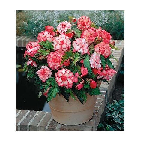 BEGONIAS A FLEURS DE CAMELIA - 3 B - Fleurs marbrées