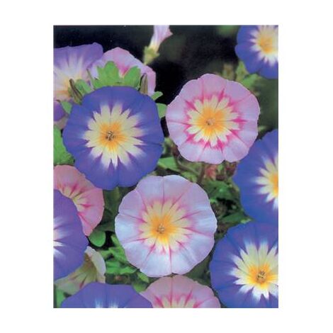 BELLE DE JOUR - Graines de fleurs - 3 G