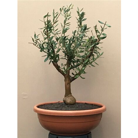 Bellissimi alberi pre bonsai di Ulivo Olivo in ciotola extragrande  40 cm di 8 anni resistenti al freddo Non specificato  40 cm