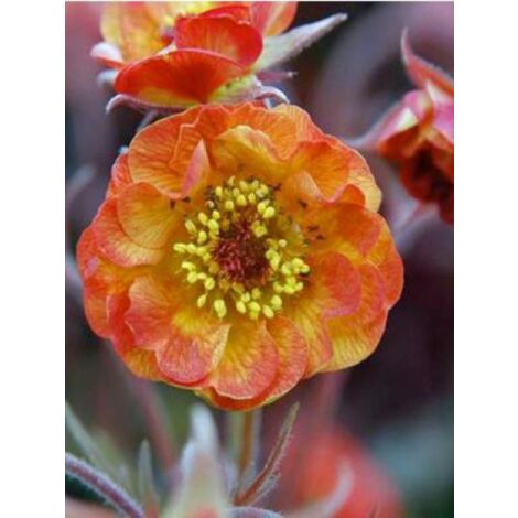 Benoite 'Alabama Slammer'® Godet de 8/9 cm