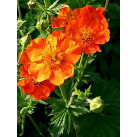 Benoîte 'Borisii' Godet de 8/9 cm