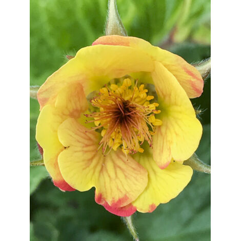 Benoite 'Cocktail Tequila Sunrise ' Godet de 8/9 cm