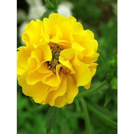 Benoîte 'Lady Stratheden' Pot de 2L/3L