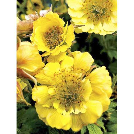 Benoite 'Tempo Yellow' Godet de 8/9 cm