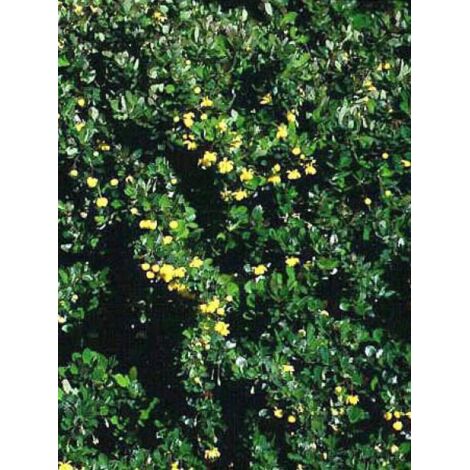 Berberis buxifolia 'Nana' Pot de 3L/4L