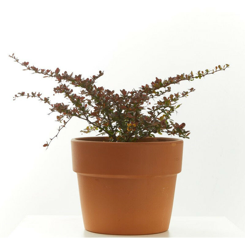 

Berberis Maceta 3 Litros