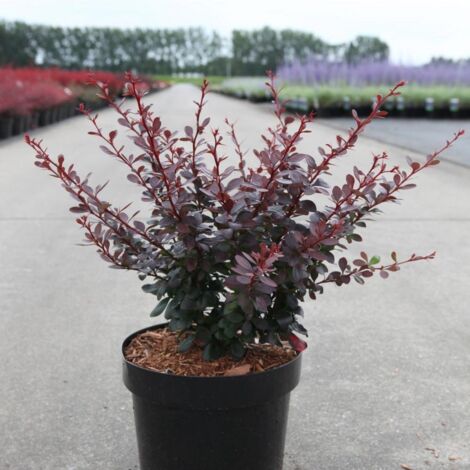 Berberis thunbergii Dart's Red Lady - Épine-vinette Pot de 2L/3L