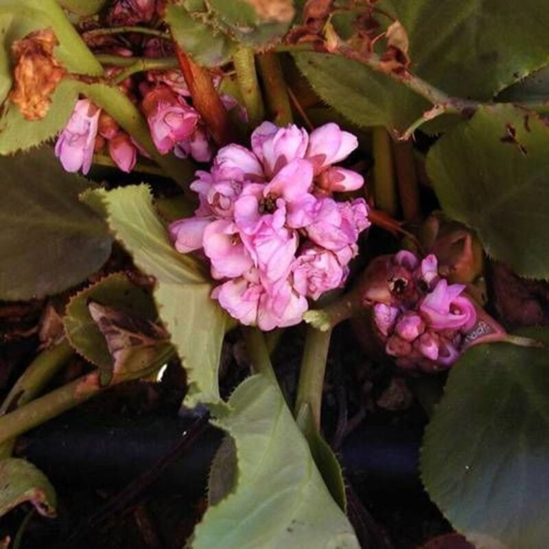 Bergénia à feuilles cordées cordifolia/Godet - Rose