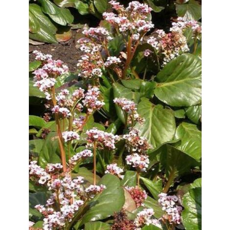 Bergénia 'Bach' Godet de 8/9 cm